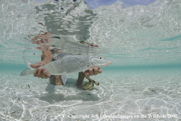 Bonefish underwater