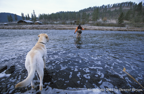 Flyfisherman steelhead fishing with yellow Lab.