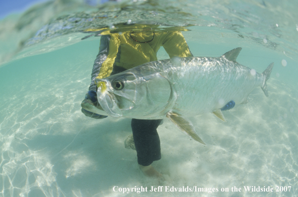 Tarpon