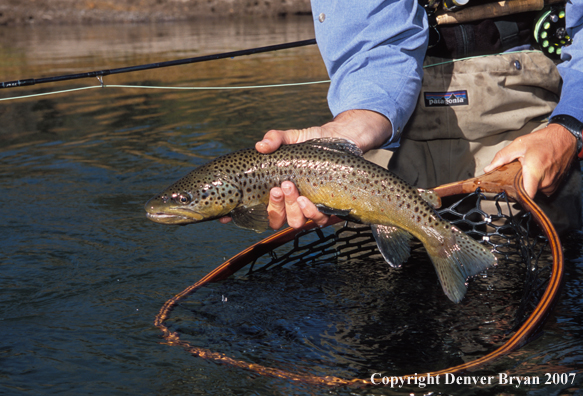 Brown Trout.