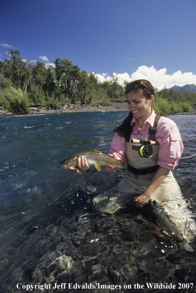 Brown Trout