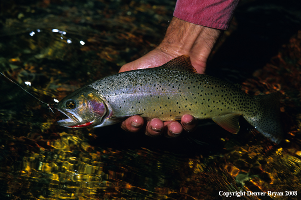 Cutthroat Trout on Fly