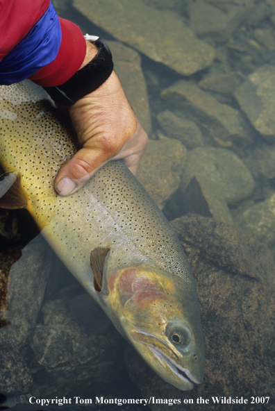 Cutthroat Trout