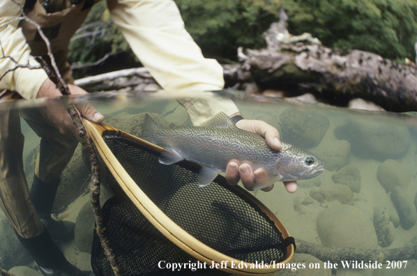 Rainbow Trout