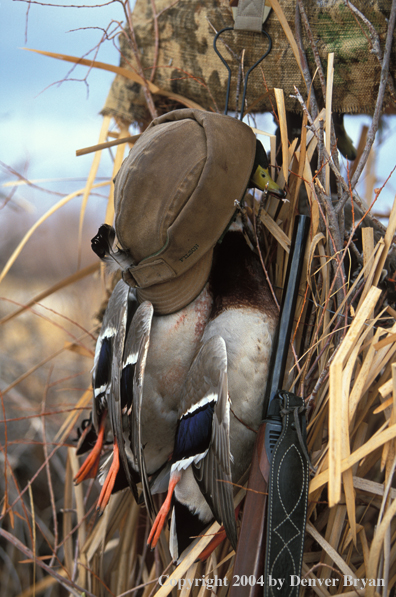 Bagged ducks with hat and shotgun.