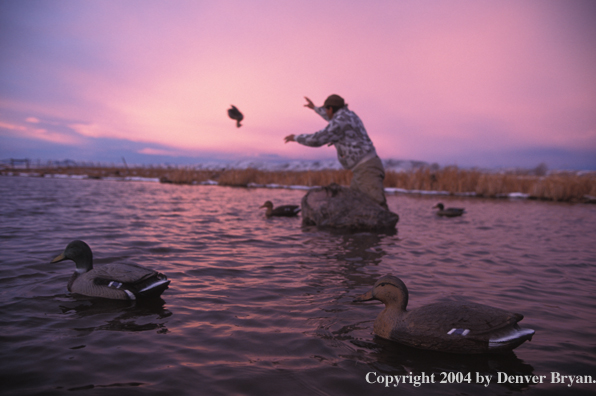 Waterfowl hunters setting decoys.