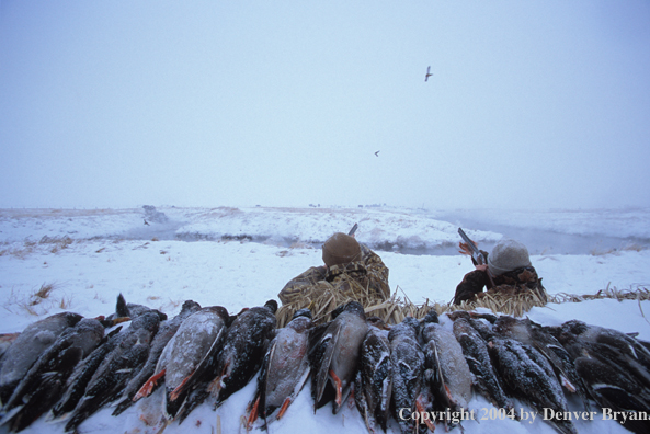 Bagged ducks and waterfowl hunters shooting at ducks.