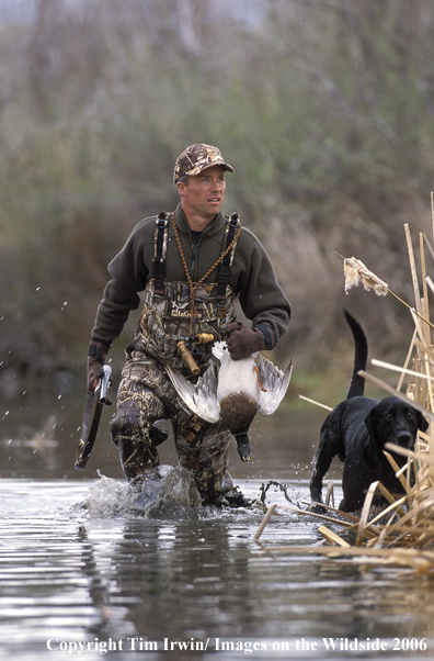 Waterfowl hunter walking in water with bagged duck and black labrador.