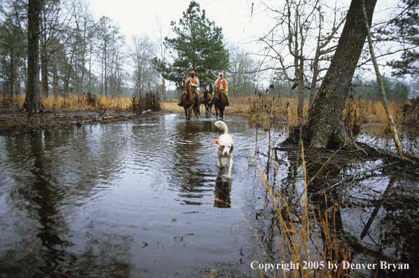 Upland gamebird hunters coming in behind dog on point hunting for Bobwhite quail.