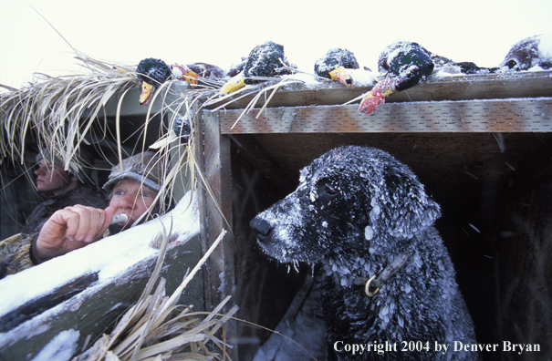 Waterfowl hunters with black Lab in blind.