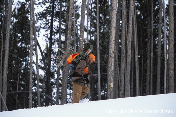 Big game hunter packing elk rack out on snowshoes.