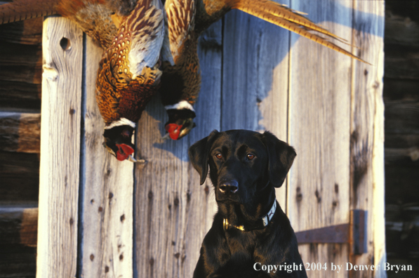 Black Labrador Retriever with pheasants