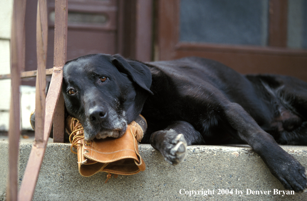 Black Labrador Retriever using a boot for a pillow