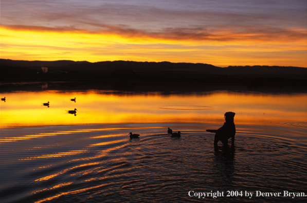 Black Labrador Retriever in water with decoys