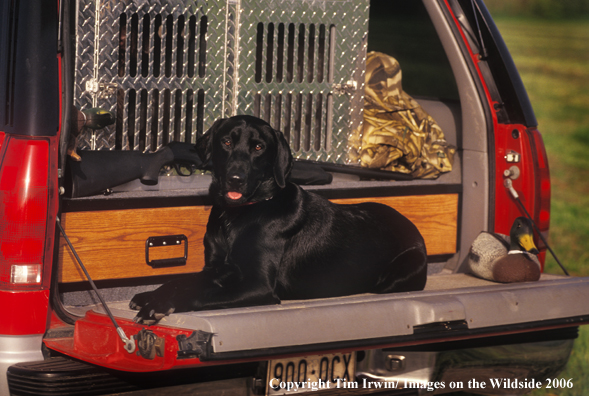 Black Labrador Retriever in pickup.