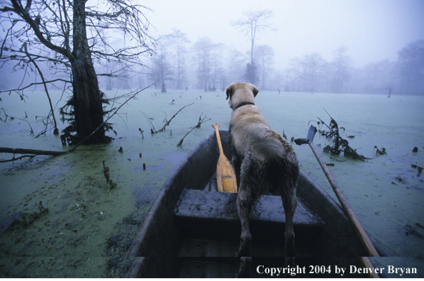 Labrador retriever in boat in bald cypress swamp with decoys.