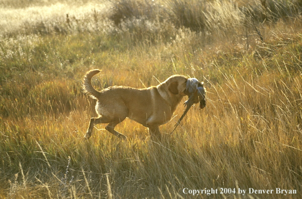 Yellow Labrador Retriever with pheasant