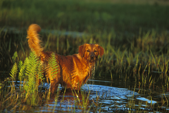 Golden Retriever in water.