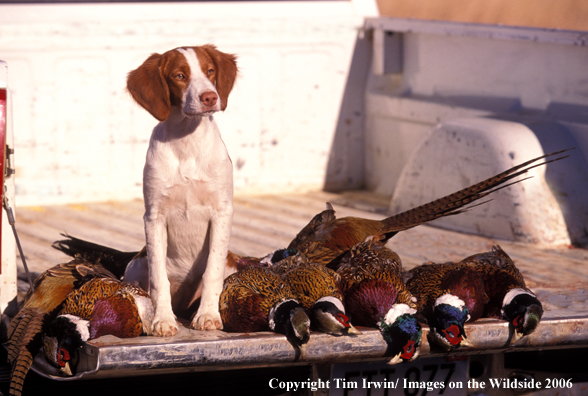 Brittany Spaniel with bagged pheasants.