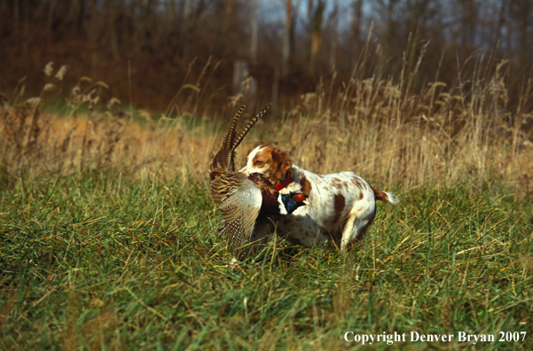 Springer spaniel retrieving a pheasant