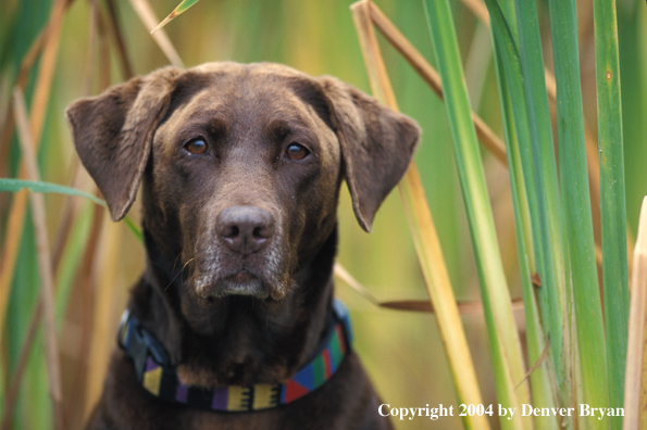 Chocolate Labrador Retriever in marsh