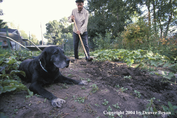 Black Labrador Retriever helping owner in garden