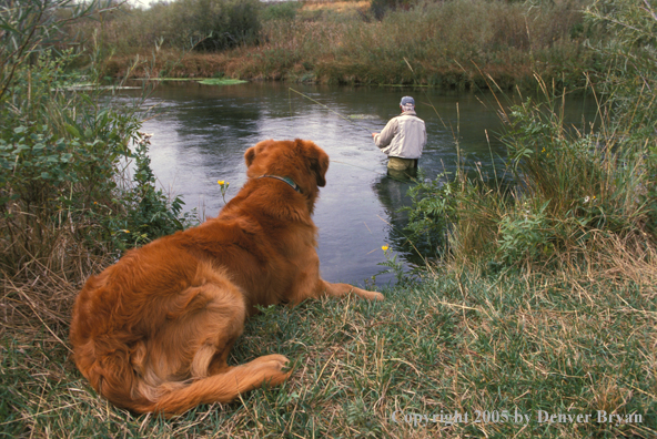 Golden Retriever with flyfisherman.