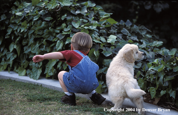 Golden Retriever with child