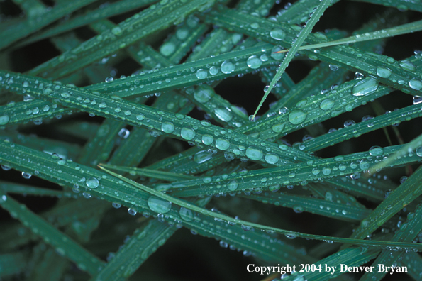 Rain on grass blades