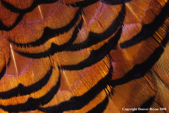 Ring-necked pheasant body feathers