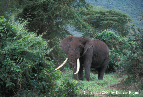 African elephant in habitat.