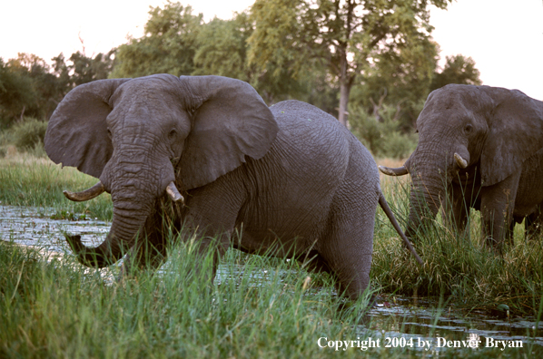 African elephants crossing stream.