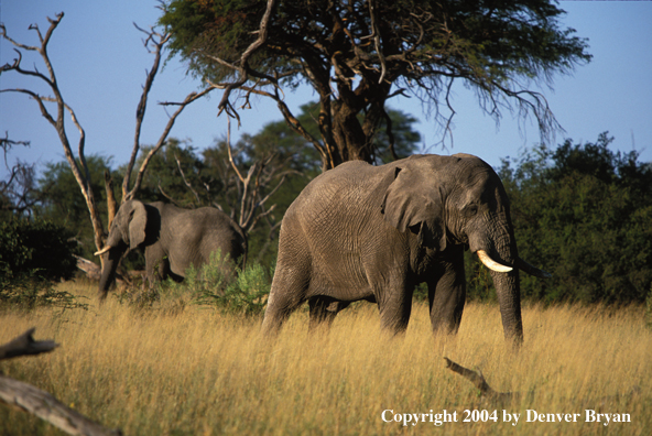 African elephants in habitat.