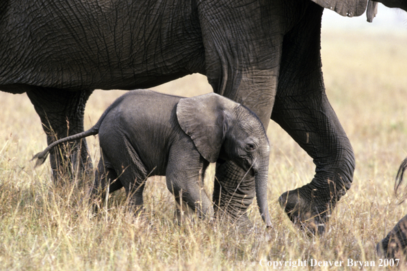 African Elephants