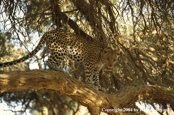 Leopard in tree. Africa