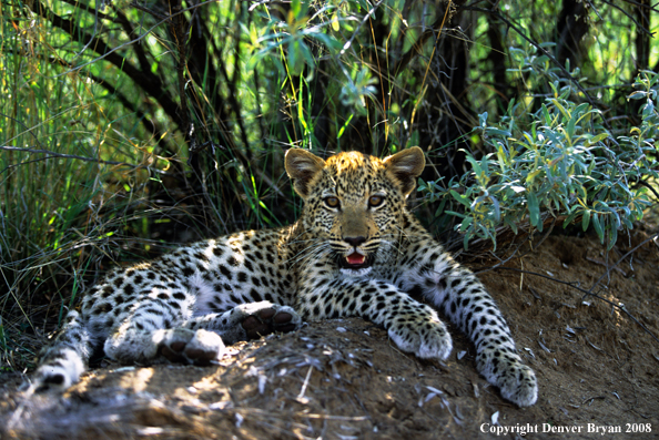 Leopard baby