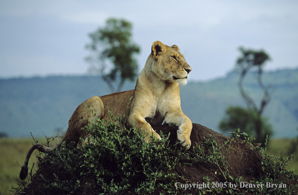 African lioness bedded on mound.