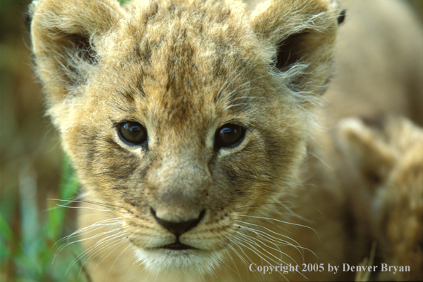 Lion cub.  Africa.