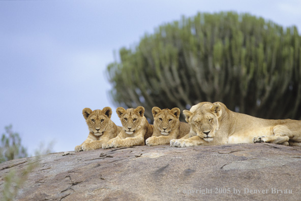 African lioness and cubs resting on boulder.