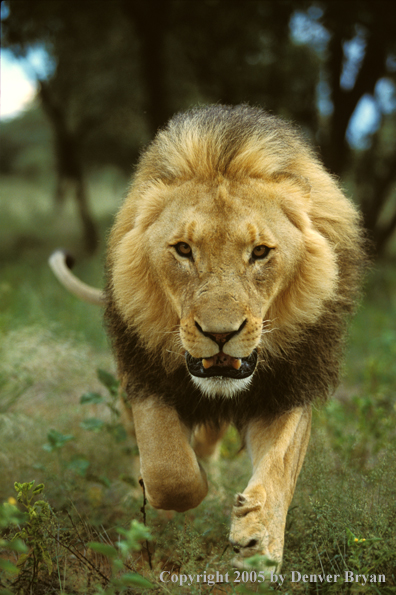 Lion in habitat. Africa.