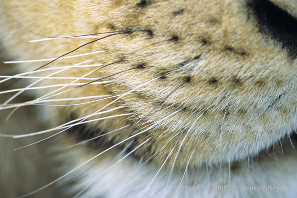 Close-up of African lion.