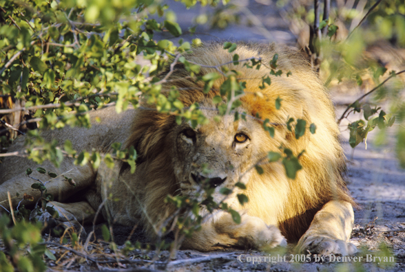 Male African lion in habitat.