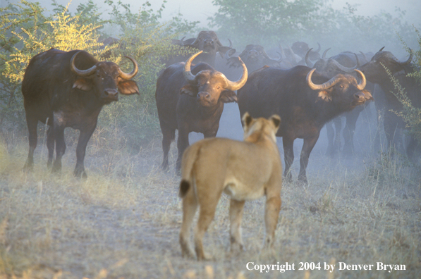 Female African lion hunting cape buffalo.