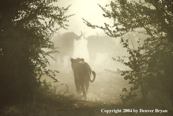 Female African lion hunting cape buffalo.