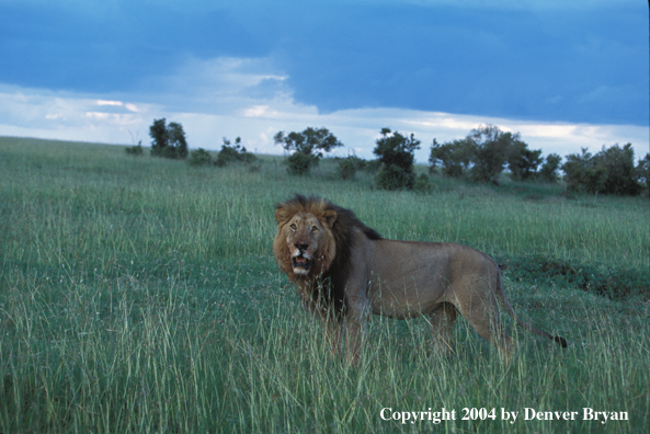 Male African lion in habitat. Africa