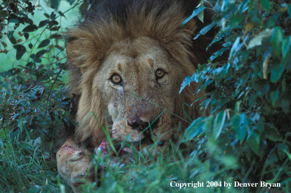 Male African lion feeding. Africa