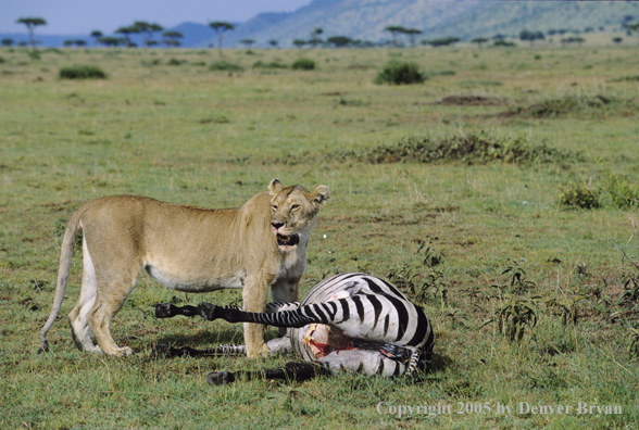 African lion feeding on zebra.