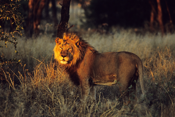 Male African lion in habitat. Africa