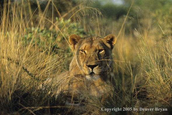 African lioness in habitat.