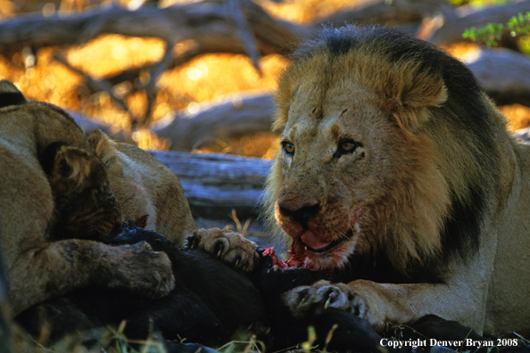 African lions eating kill